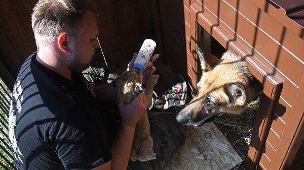 Директор парка Белый лев в Приморском крае Виктор Агафонов кормит львенка из бутылочки
