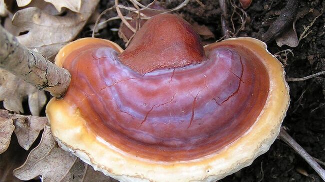 Трутовик лакированный Ganoderma lucidum