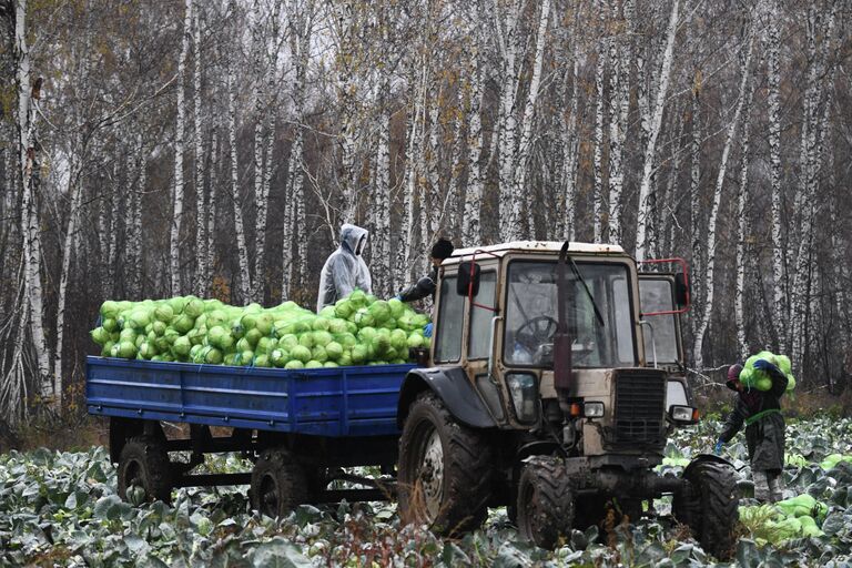 Уборка урожая белокочанной капусты в Новосибирской области