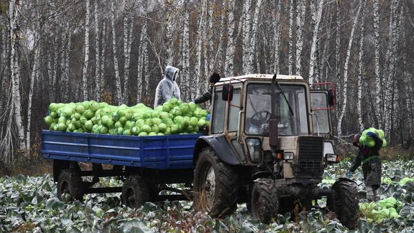 Уборка урожая белокочанной капусты в Новосибирской области