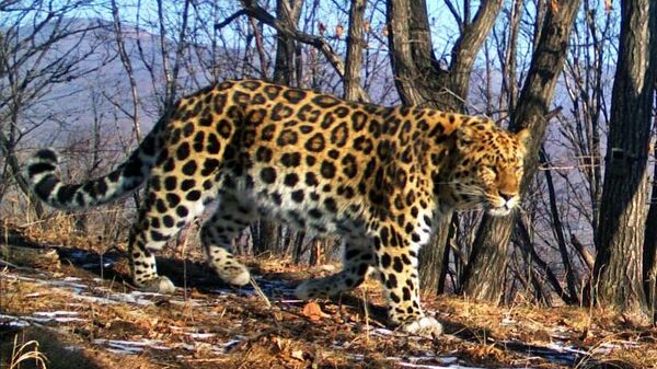 Леопард в национальнм парке Земля леопарда в Приморском крае