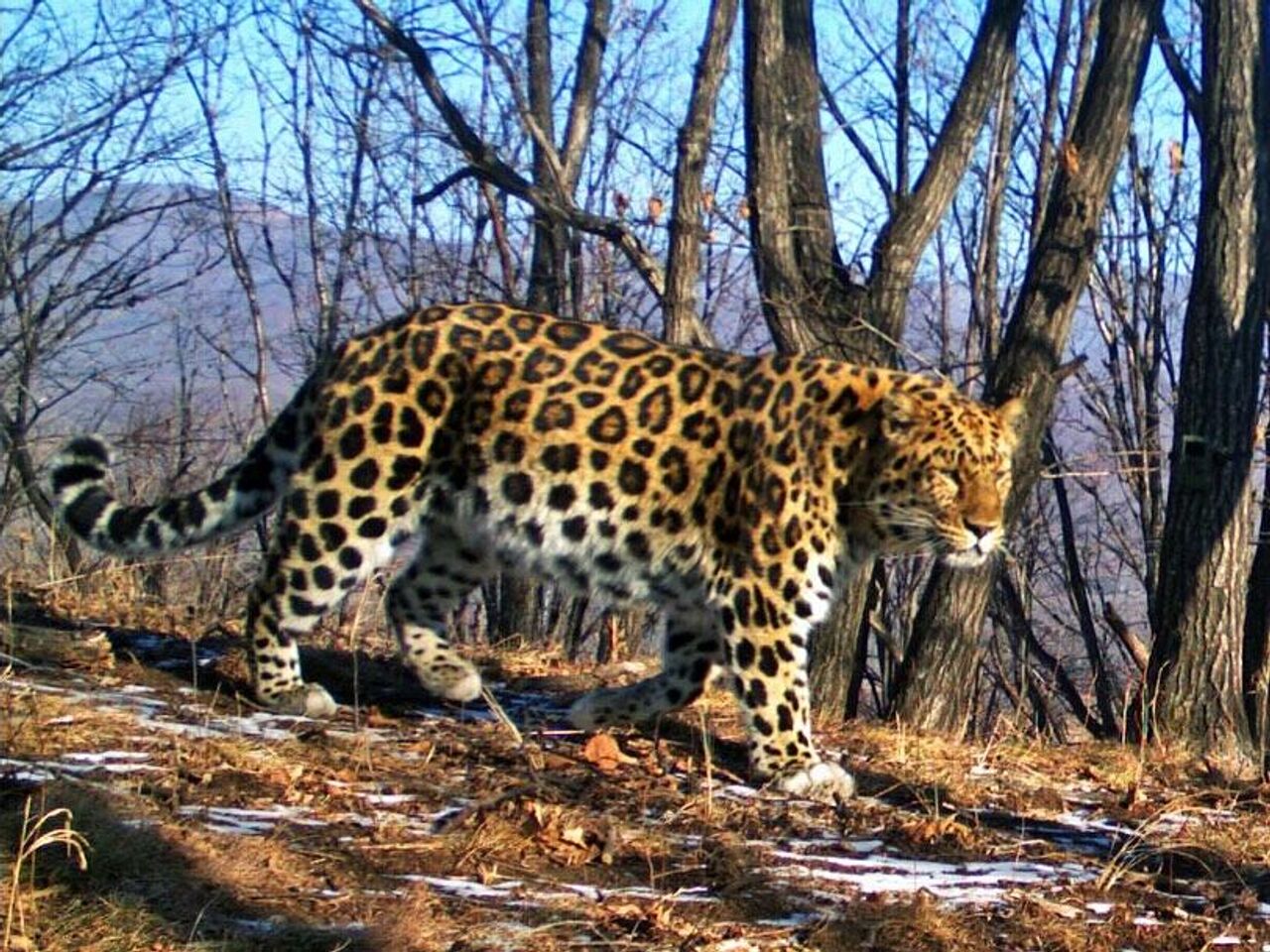 Приморский леопард фото