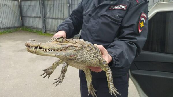 Житель Вологодской области пришел в полицию с крокодилом