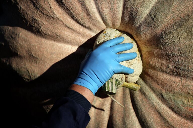 Чемпионат мира по взвешиванию тыквы в США Чемпионат мира по взвешиванию тыквы в США