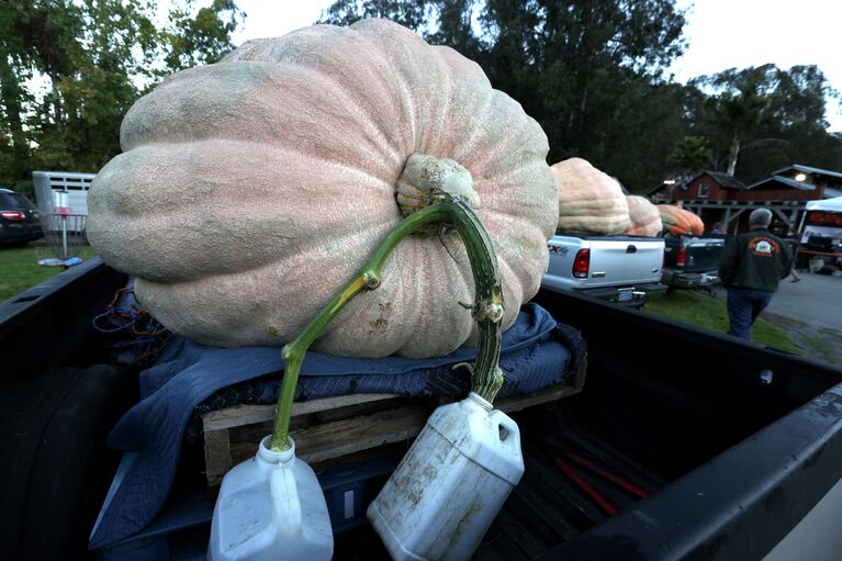 Чемпионат мира по взвешиванию тыквы в США Чемпионат мира по взвешиванию тыквы в США