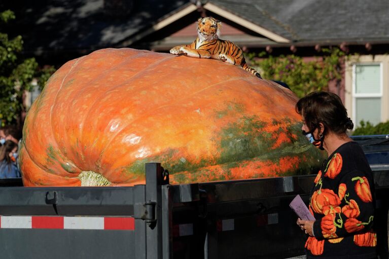 Чемпионат мира по взвешиванию тыквы в США Чемпионат мира по взвешиванию тыквы в США