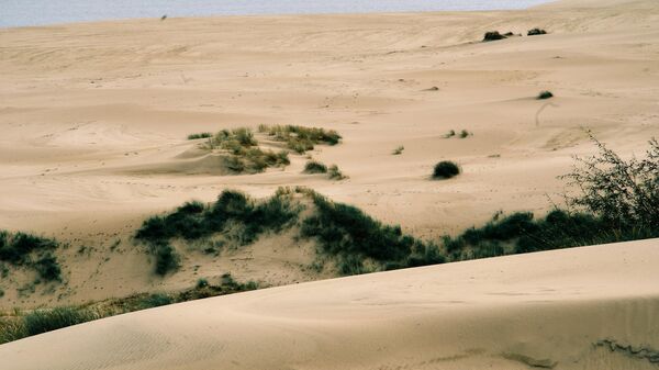 Вид на дюны с высоты Эфа в национальном парке Куршская коса в Калининградской области