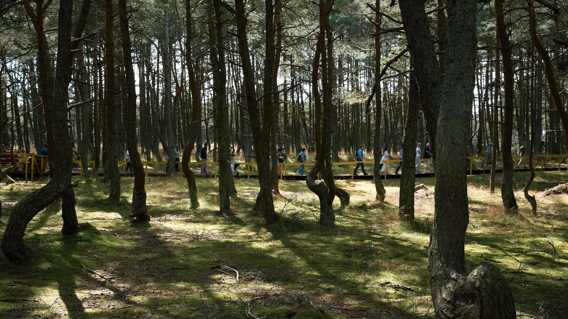 Туристы в Танцующем лесу в национальном парке Куршская коса в Калининградской области - РИА Новости, 1920, 24.11.2020