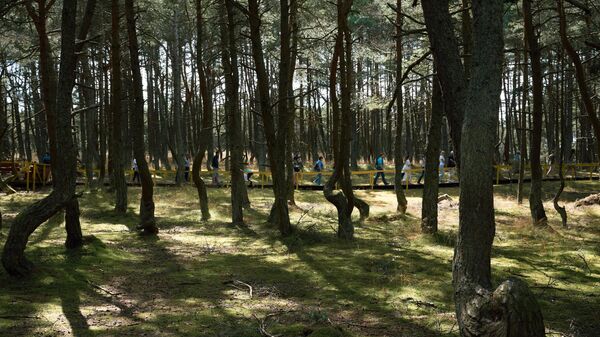 Туристы в Танцующем лесу в национальном парке Куршская коса в Калининградской области