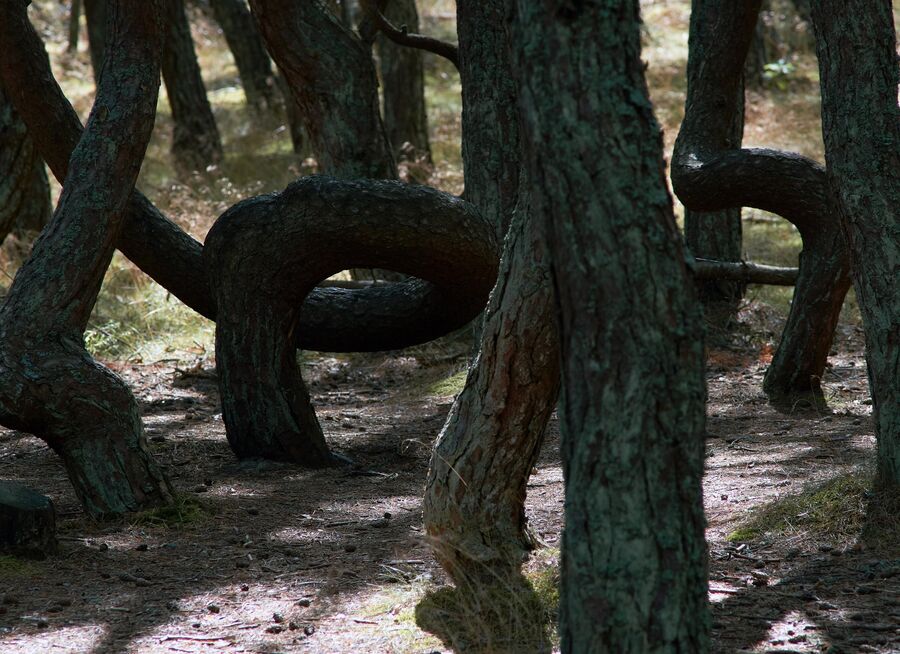 Деревья в Танцующем лесу в национальном парке Куршская коса в Калининградской области