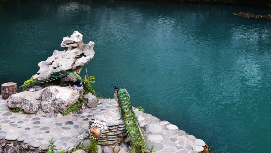 Павлины на берегу Голубого озера в Абхазии