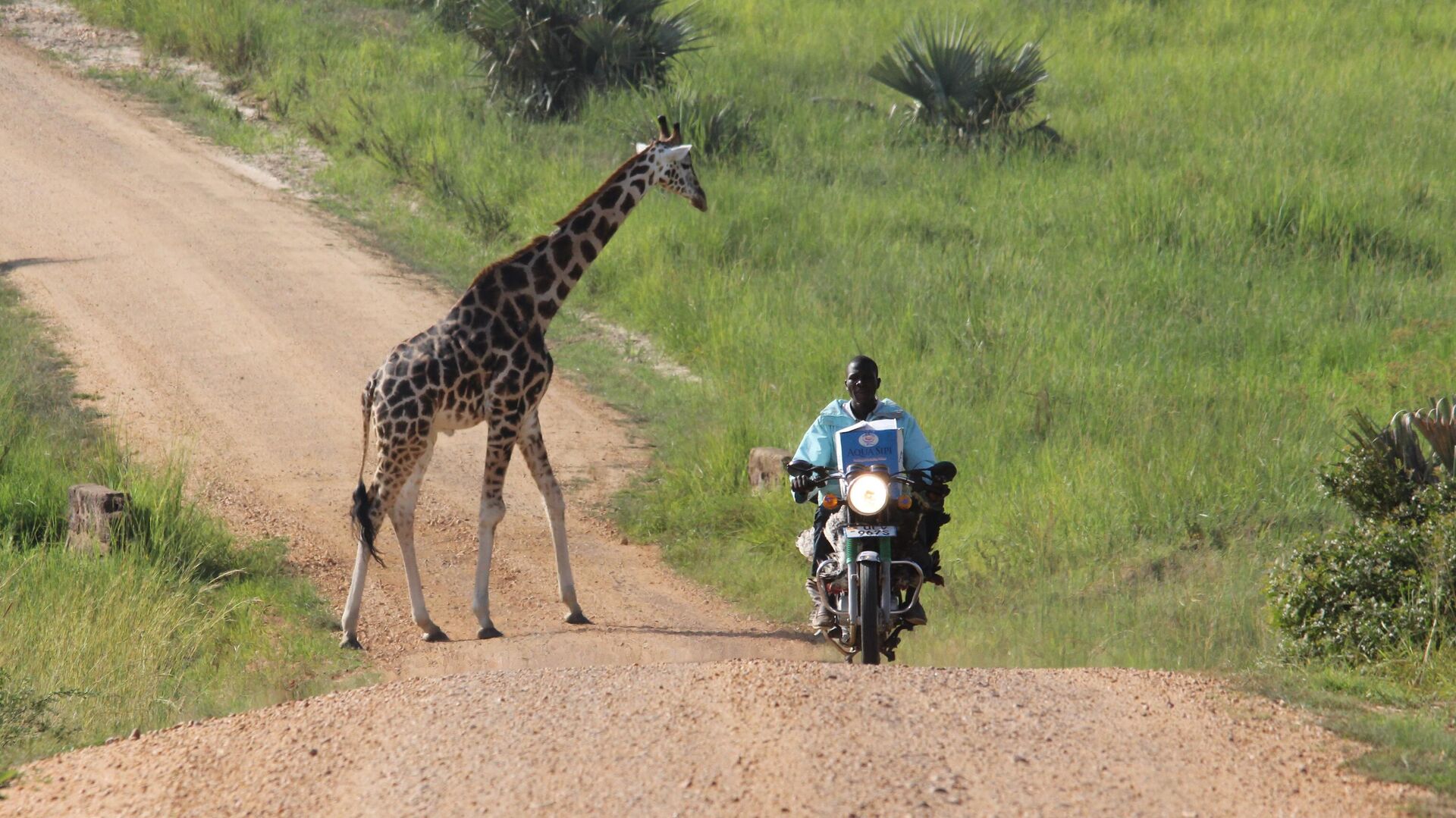 Мотоциклист проезжает мимо жирафа в Уганде - РИА Новости, 1920, 14.10.2020
