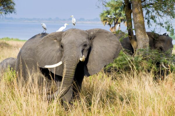 Слоны в Национальном парке Мурчисон-Фоллс в Уганде