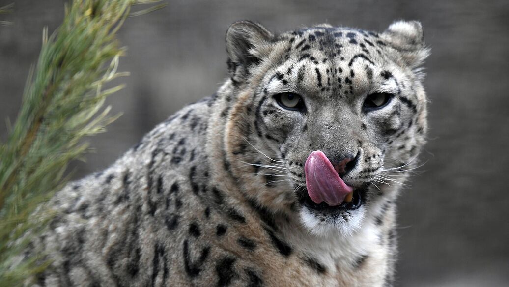 © РИА Новости / Максим Блинов<br>Снежный барс. Архивное фото