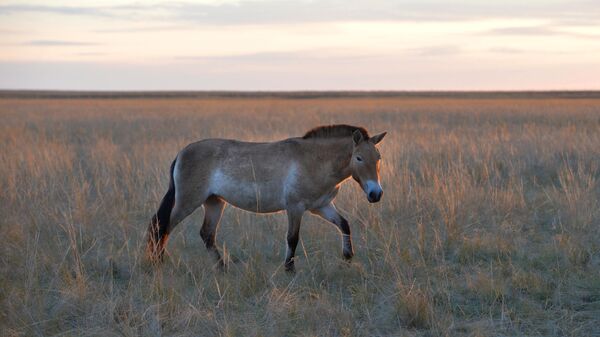 Лошадь Пржевальского в государственном природном заповеднике Оренбургский