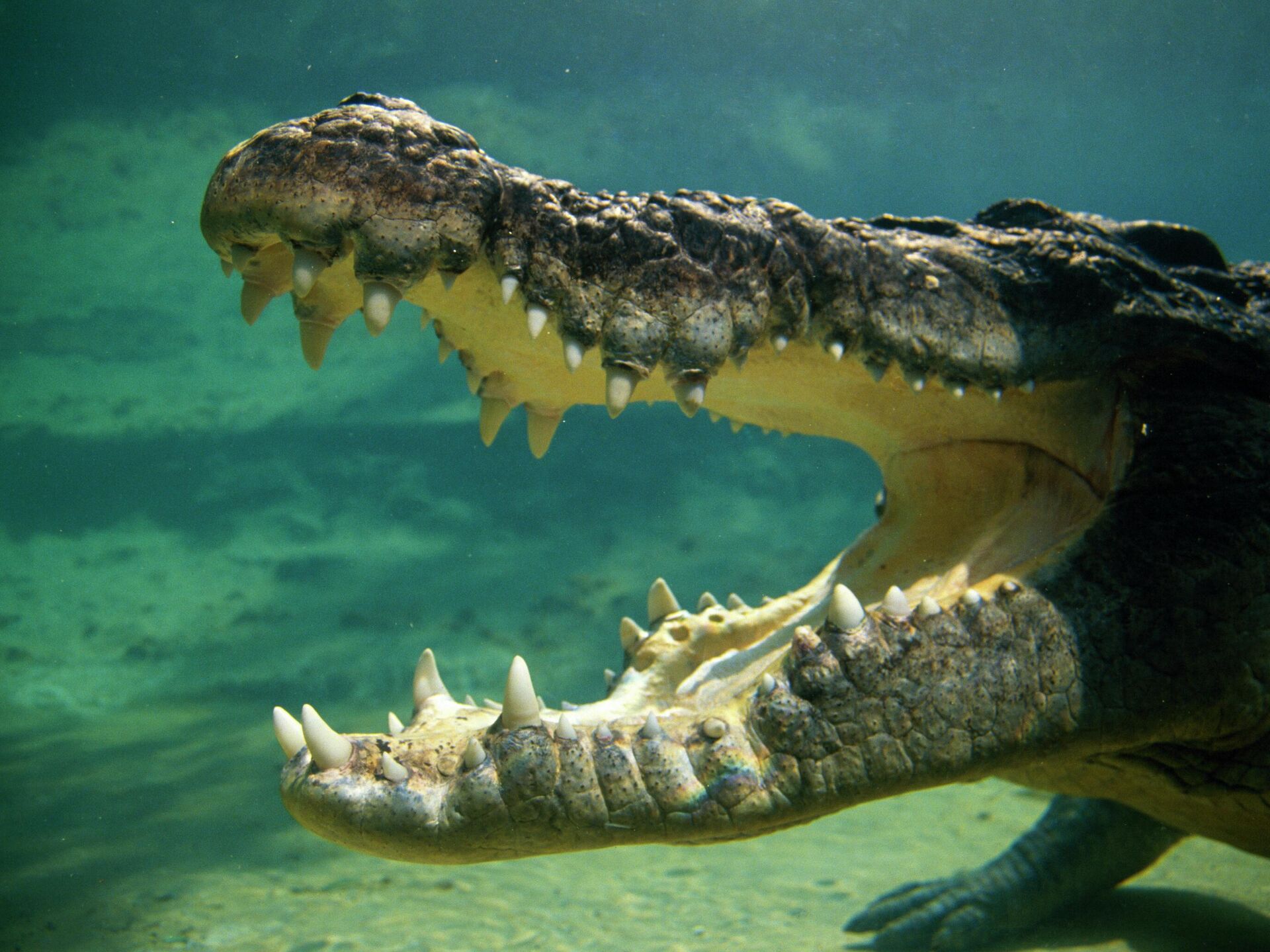 Крокодилы открывают рот. Дейнозух the Isle. The Isle evrima крокодил. Гребнистый крокодил. Дейнозух мир Юрского периода.