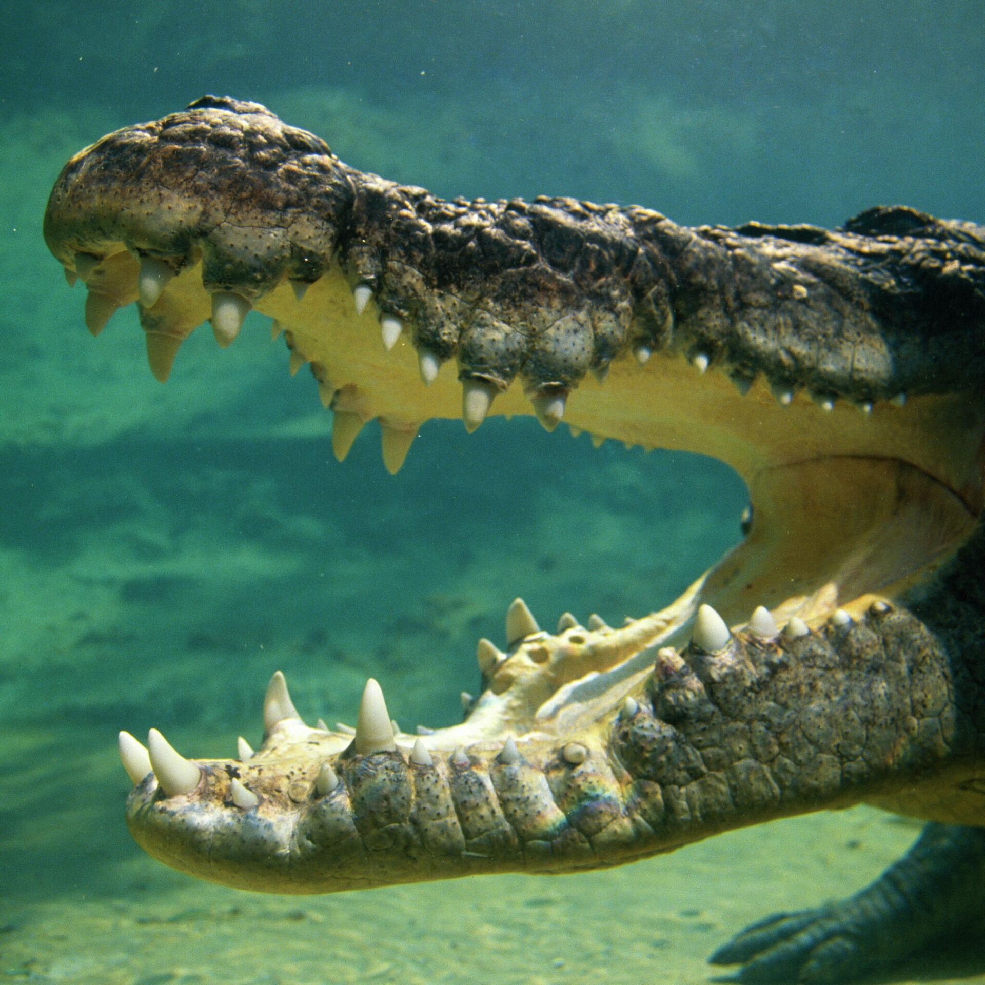 Змея крокодил акула. Крокодилы. КРАКАДИЛ. Разновидности крокодилов. Крокодил с открытым ртом.