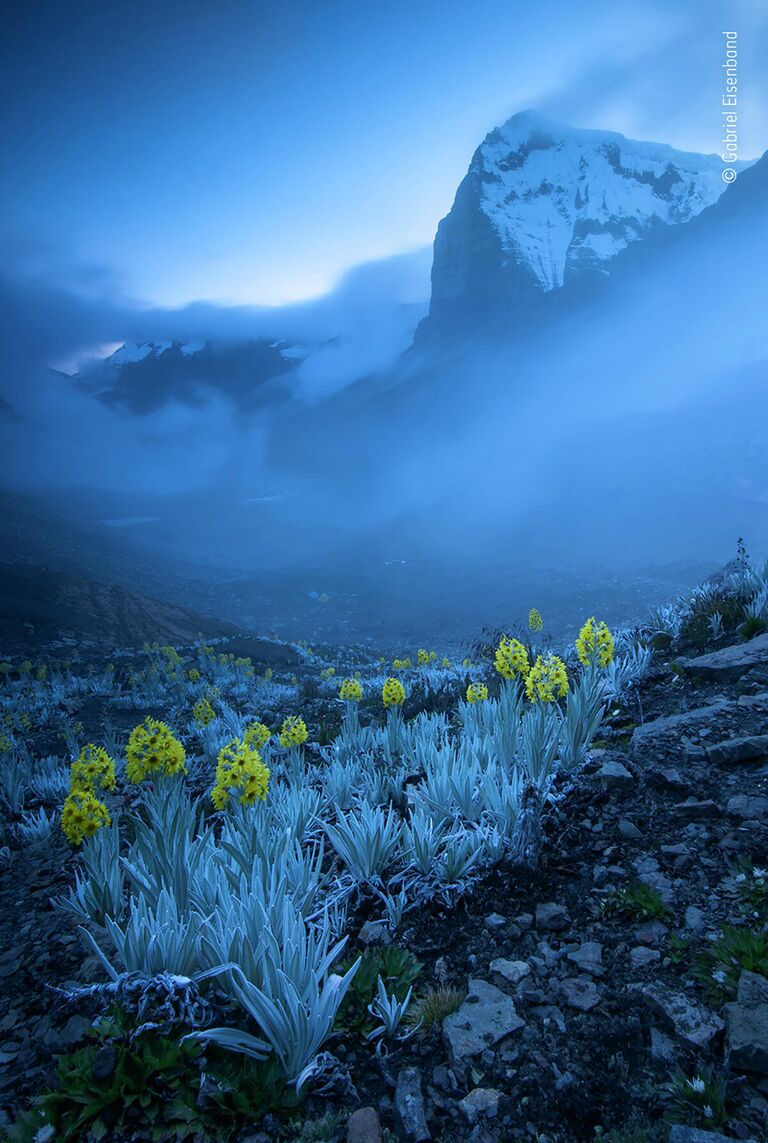 Работа фотографа Gabriel Eisenband в фотоконкурсе Wildlife Photographer of the Year 2020