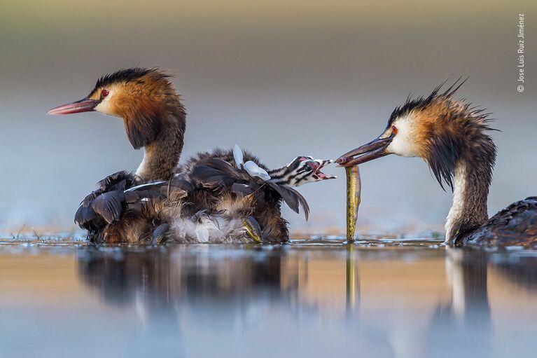 Работа фотографа Jose Luis Ruiz Jiménez в фотоконкурсе Wildlife Photographer of the Year 2020