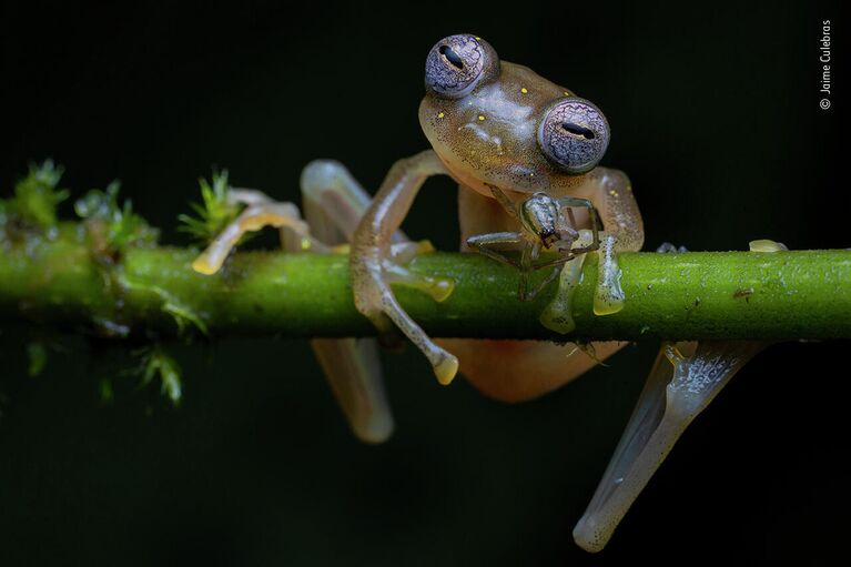 Работа фотографа Jaime Culebras в фотоконкурсе Wildlife Photographer of the Year 2020