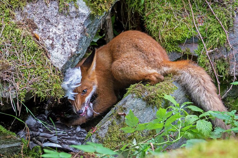 Победитель среди молодых фотографов Liina Heikkinen в фотоконкурсе Wildlife Photographer of the Year 2020