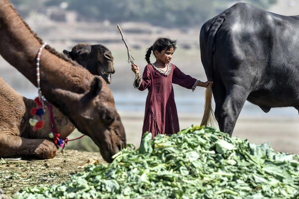 Девочка со своим буйволом в Лахоре