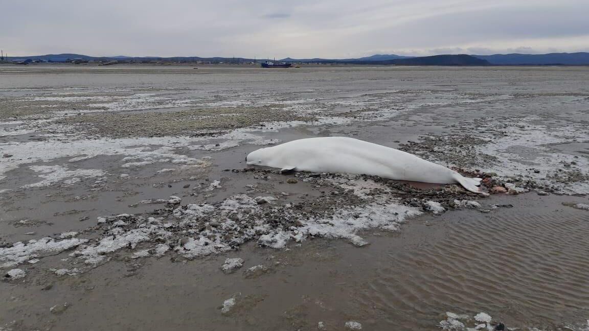 Белухи, не успевшие уйти в море во время отлива в Хабаровском крае - РИА Новости, 1920, 20.10.2020