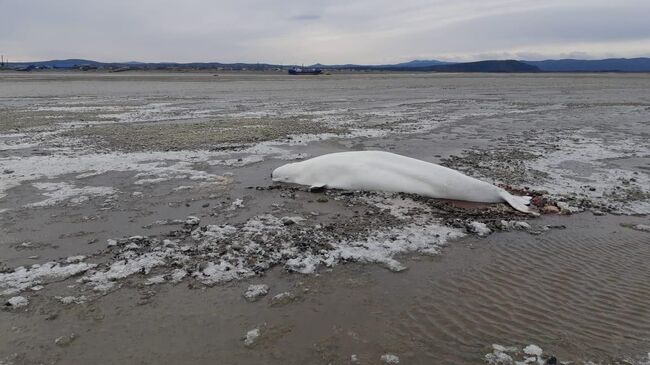 Белухи, не успевшие уйти в море во время отлива в Хабаровском крае