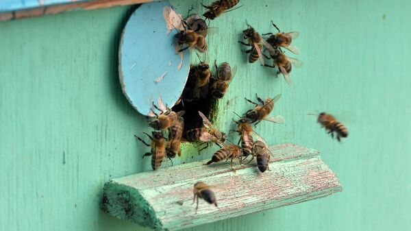 Пчелы возле ульев на пасеке