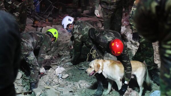 Поисковая собака работает на месте разбора завалов разрушенных домов после ракетного обстрела города Гянджа.