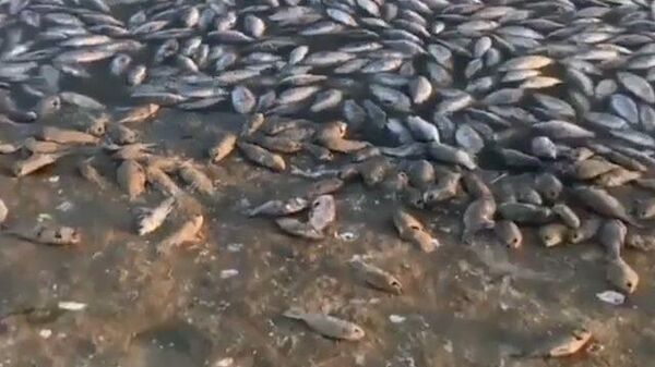 Кадры массовой гибели рыбы в водохранилище Калмыкии