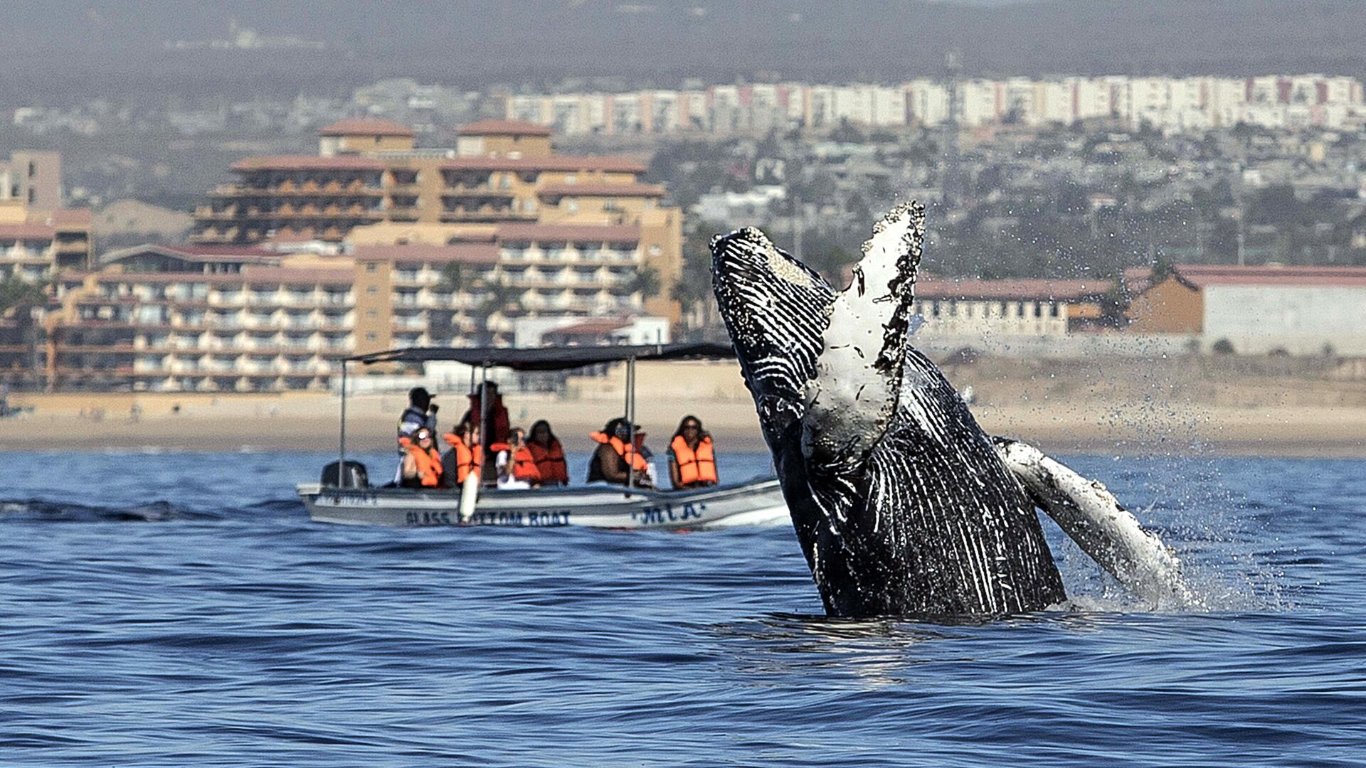 шри ланка киты экскурсия