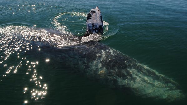 Серый кит в лагуне Заячий глаз в штате Южная Нижняя Калифорния