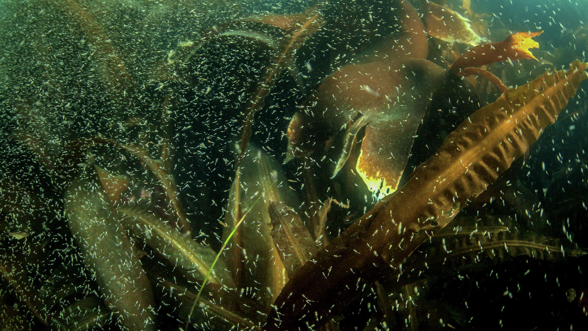 Планктон и ламинария в водах бухты Новокурильская острова Уруп - РИА Новости, 1920, 19.12.2023