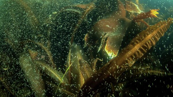 Планктон и ламинария в водах бухты Новокурильская острова Уруп