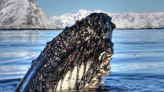 Кит у берегов Антарктиды