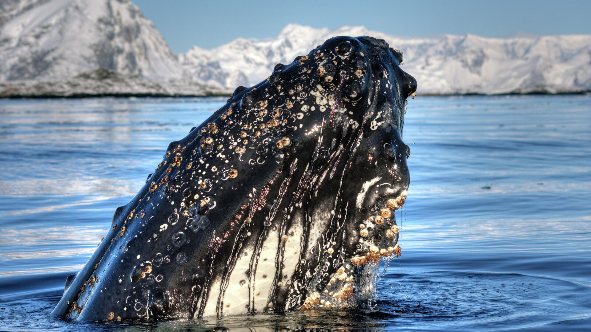 Кит у берегов Антарктиды - РИА Новости, 1920, 08.11.2025