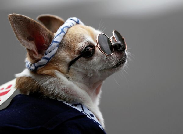 Собака в костюме на традиционном фестивале в Токио