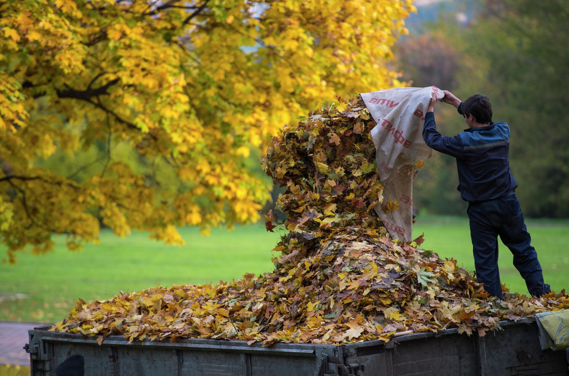 Дворник собирает опавшие с деревьев листья в парке Коломенское в Москве - РИА Новости, 1920, 23.10.2020