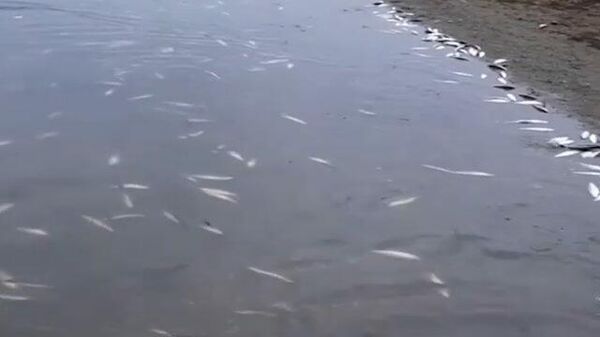 Кадры массовой гибели рыбы на Сахалине