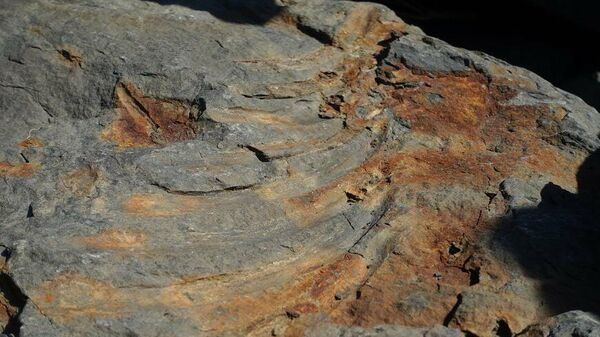 Останки ихтиозавра, найденные в породе на берегу на острове Русском