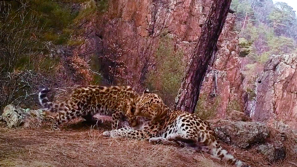 Объятия самки редкого дальневосточного леопарда и ее котенка