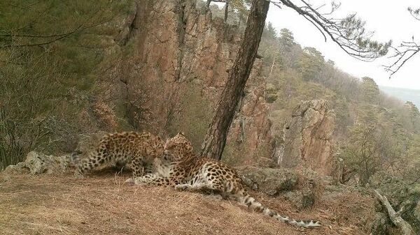 Мамина радость: редкие объятия самки леопарда и ее котенка попали в кадр