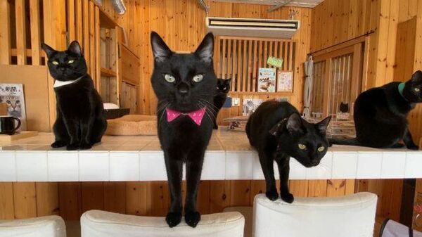 В Японии для любителей черных кошек открыли котокафе