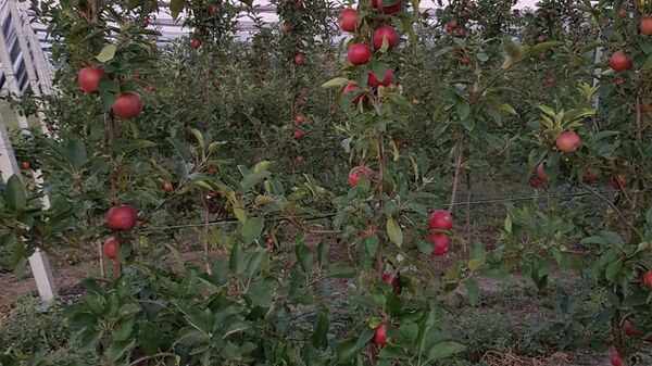 Яблоки, выращенные в суперинтенсивных садах, отличаются своим качеством и размерами 