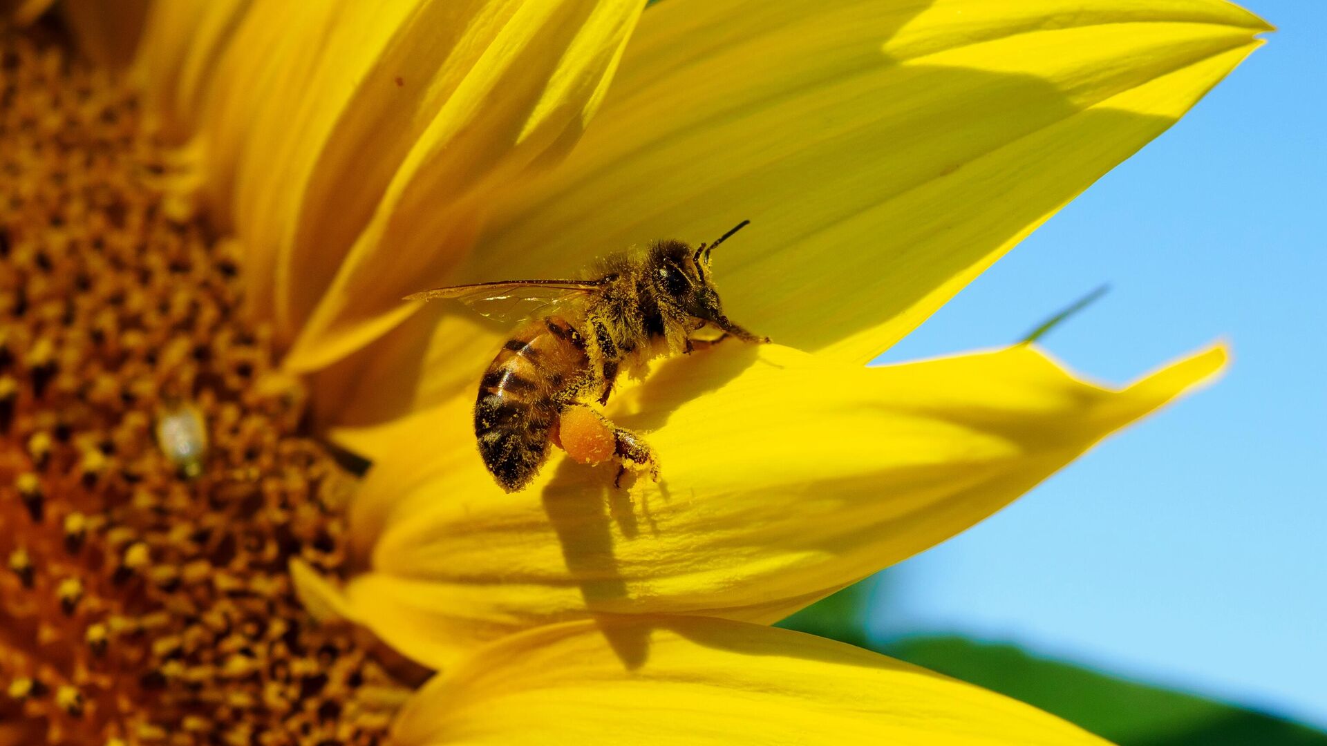 Авито краснодарский край пчелы. Дикие пчелы. Пчелы для настроения. Французские пчелы в Башкирии. Пчела на цветке подсолнуха.