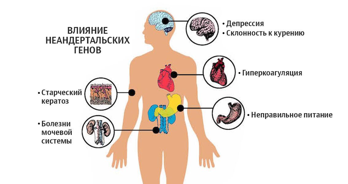 Влияние неандертальских генов - РИА Новости, 1920, 19.10.2022