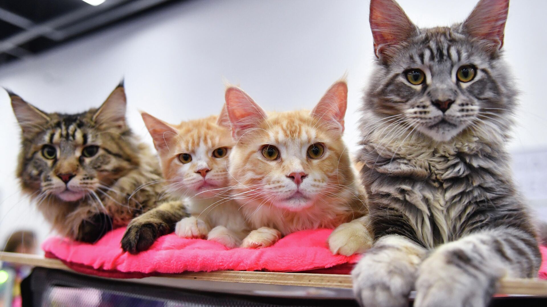 Прививки для кошек и котят: график вакцинации, правила и рекомендации