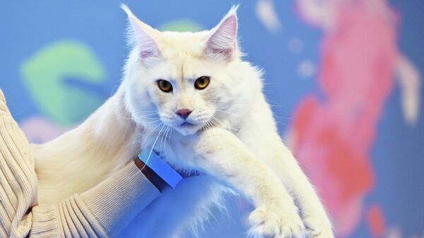 Кошка породы мейн-кун на выставке Кэтсбург в Москве