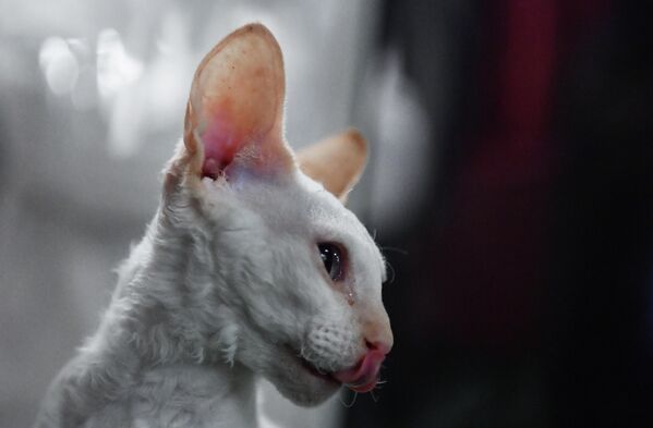 Кошка породы корниш-рекс на выставке КоШарики-Шоу в Москве